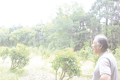屋久島の山田さん