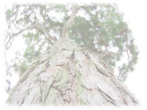 ピクノジェノール　松の木