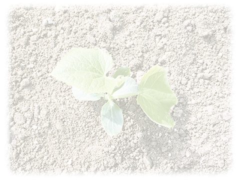葉っぱ 自然