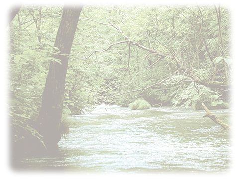 自然 川 森林